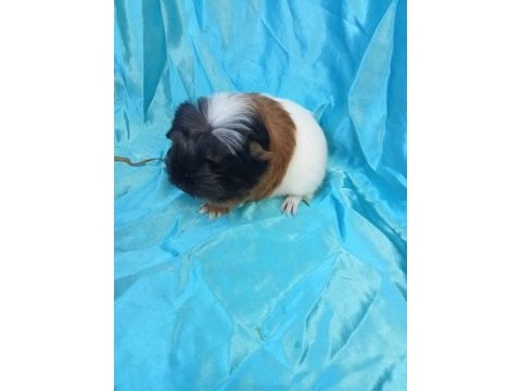 Üreticisinden safkan coronet bebek ginepig