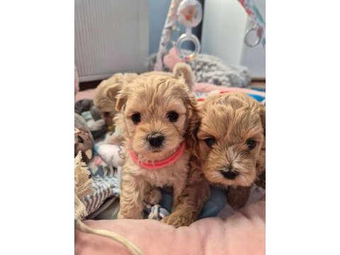 Maltipoo yavrularımız