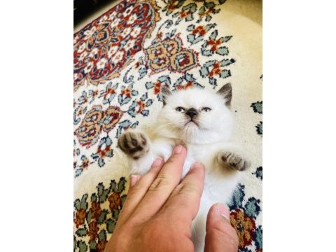 British shorthair yavrumuza yuva arıyoruz