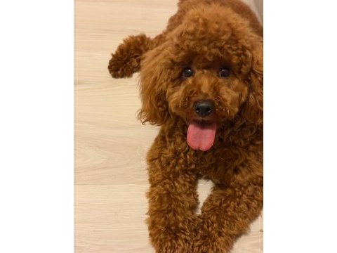 Toy poodle oğlumuz 10 aylık