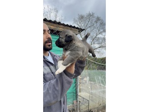Sivas kangalı yavruları
