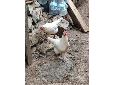 Yumurta tavuğu