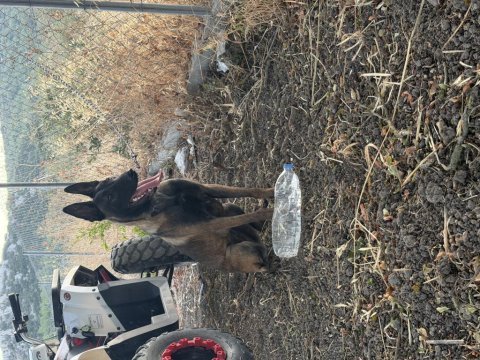 9 aylık orijinal ve eğitimli belçika malinois
