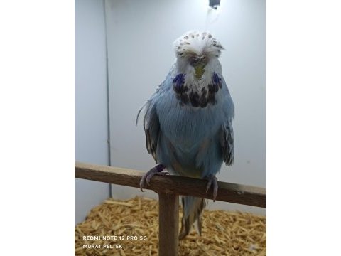 Muhabbet kuşumuz show jumbo