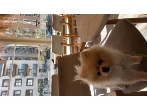 Pomeranian boo köpeğimiz 2 yaşında