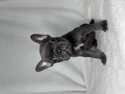 Mavi göz a kalite french bulldog yavrular