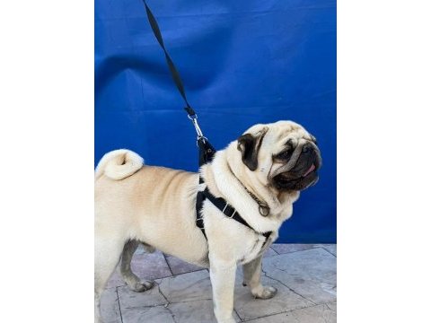 Gül kuyruk hamburger surat pug mops