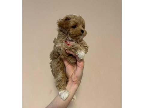 Irk garantili maltipoo yavruları
