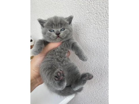 British shorthair kedimiz