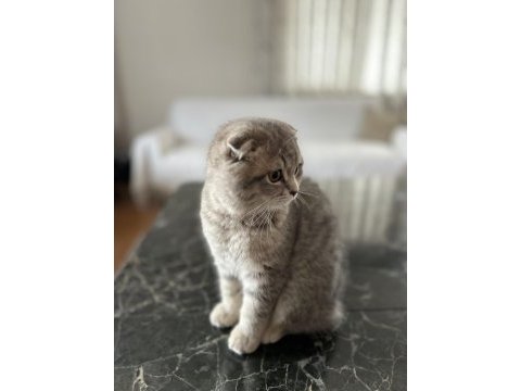 Scottish fold ve straight yavru 3 aylık