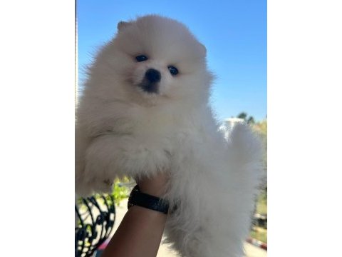 Show kalite pomeranian yavrular