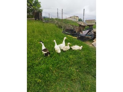 Pekin ördeği