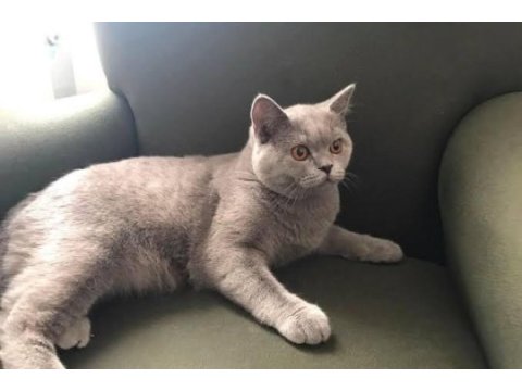 British shorthair 7 aylık erkek