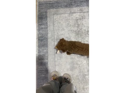 Aşılı çipli karneli toy poodle 5 aylık