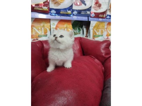 British shorthair
