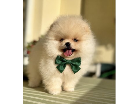 Pomeranian boo erkek teddy bear