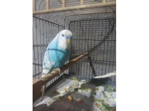 Çek çift muhabbet kuşu yavrulu