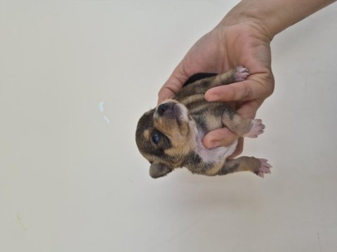 Chihuahua yavrumuz
