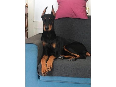 King doberman yavrularımız
