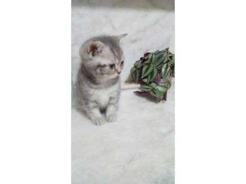 British shorthair bebekleri