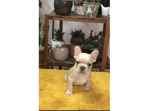 Erkek french bulldog köpekler