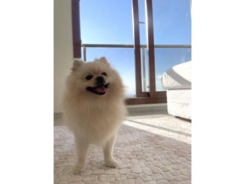 Oyuncu eğitimli bir pomeranian