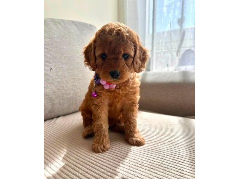 Sevımli maltipoo  yavrularımız 