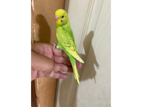 29 günlük kusursuz erkek bebek muhabbet