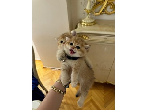 Ny 12 golden cinsi scottish fold yavrularımız