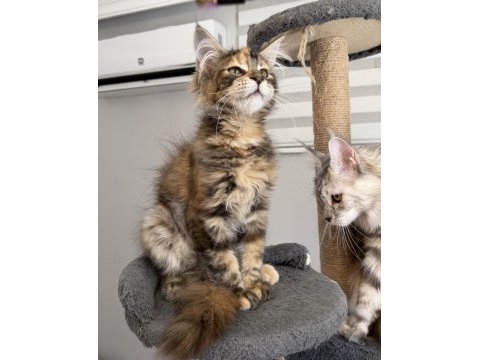 Mco dişi kahverengi tortie maine coon