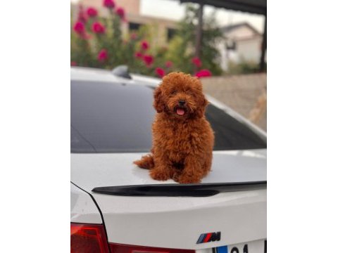 Orijinal kore toy poodle yavrusu kilo garantili
