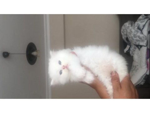 Duygularınızı değiştirecek chinchilla bebişlerim