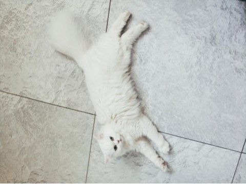 British longhair dişi izmir