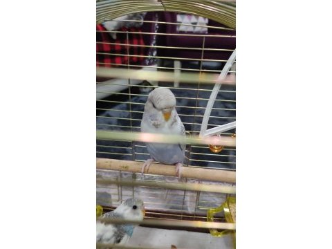 2 dişi bir erkek muhabbet kuşu