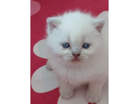Evimizin british güzelleri