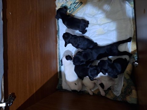 Sağlıklı french bulldog yavrularımız yeni yuvalarını arıyor