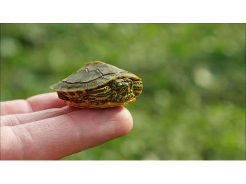 Su kaplumbağası yavrularımız güncel sağlık garantili