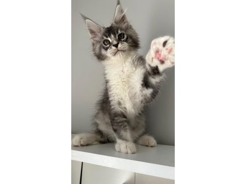 Minik dev maine coon prens hiroşi