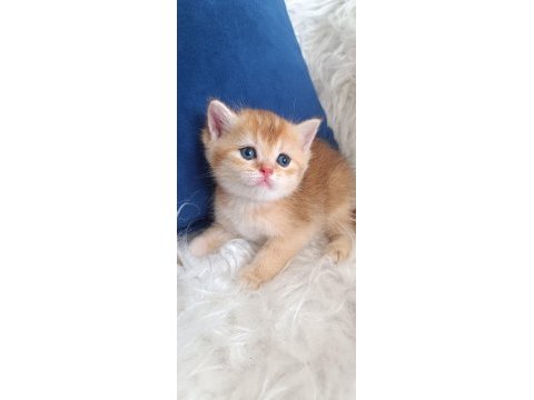 Bursa golden british shorthair yavrular acil sahiplendirme