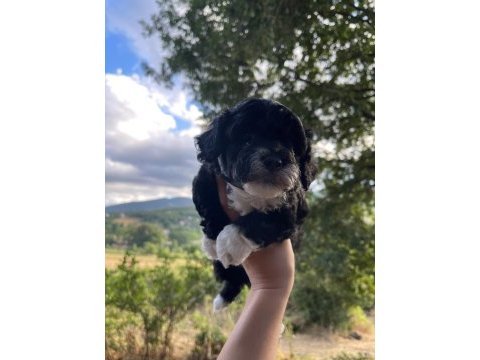 Orjinal maltipoo yavrular