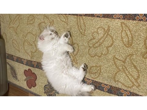 2.5 aylık british longhair yavrusu