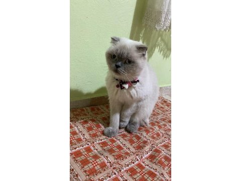 Yavru dişi british shorthair kediler