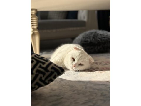 Scottish fold oğlum lucasa eşleşebileceği dişi arıyorum