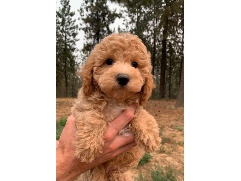 Toy poodle bebeklerimiz