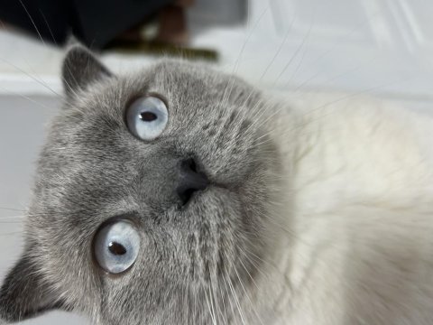 Blue point 1.5 yaşında erkek british shorthair