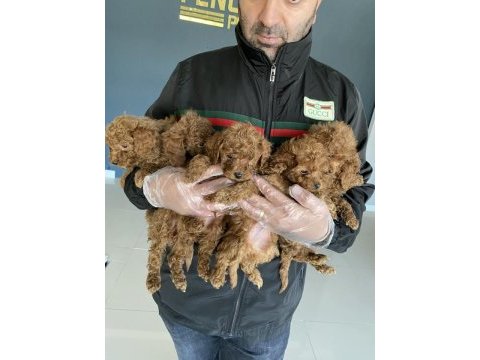 Safkan ret brown toy poodle yavruları ankara 