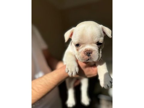 A kalite orjinal french bulldog yavruları 50 günlük