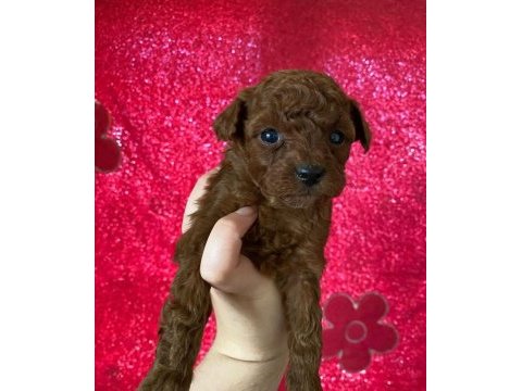 Toy poodle yavrular