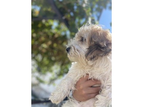 Maltipoo 4 aylık dişi