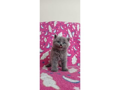 Sağlıklı kuru mama ve tuvalet eğitimi tamam kedimiz